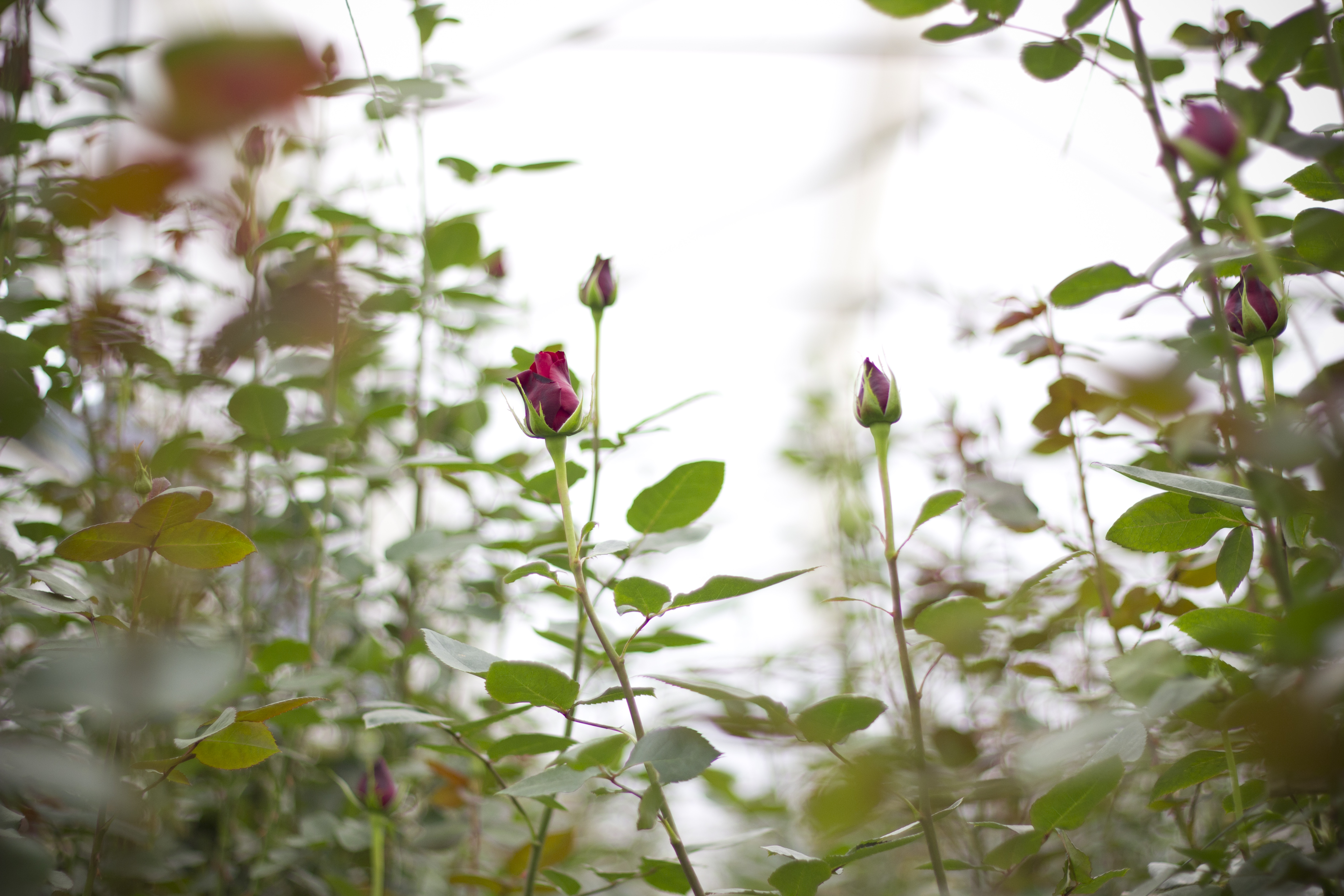 Fresh Cut Flowers The Queen's Flowers United States