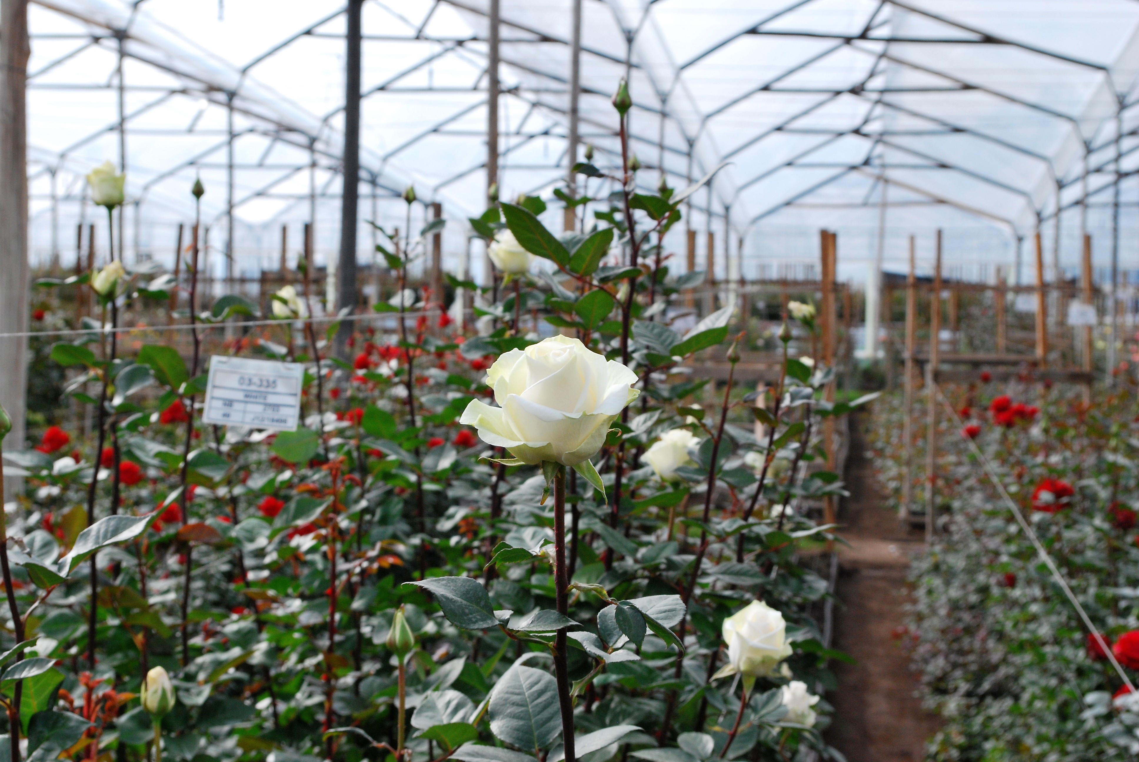 Fresh Cut Flowers The Queen's Flowers United States