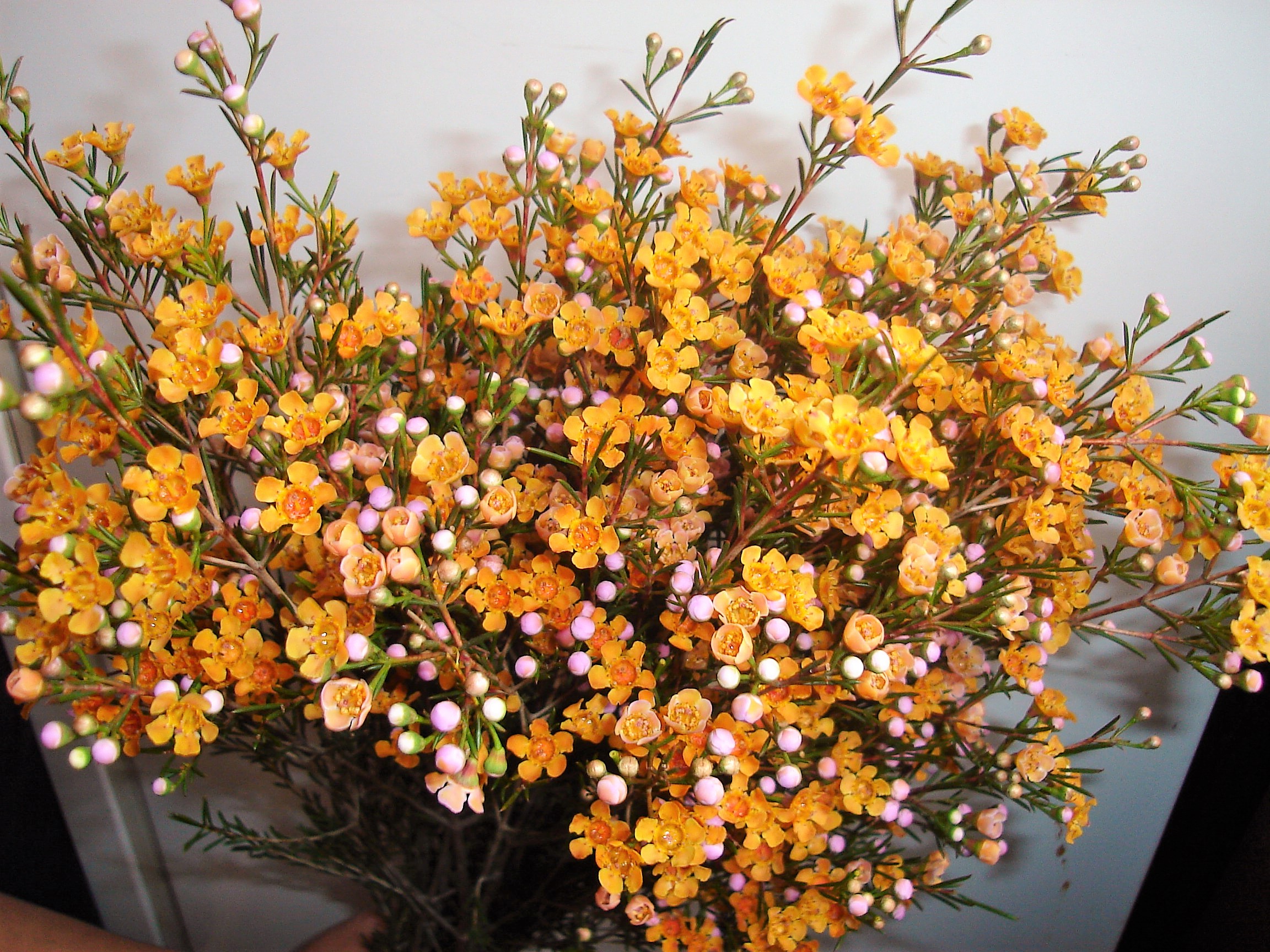 Wax Flower solefarmsnew