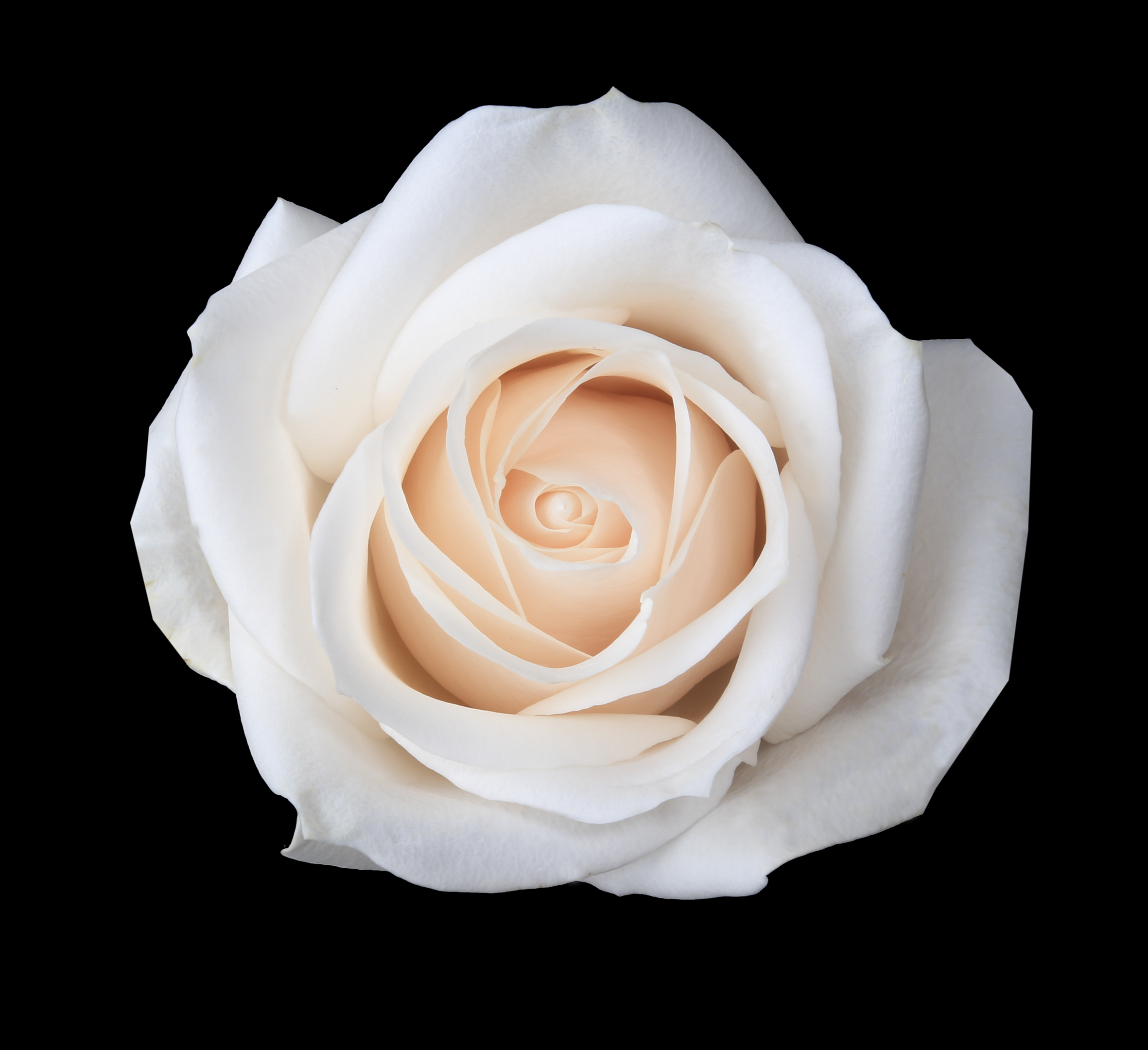 Domenica - white
