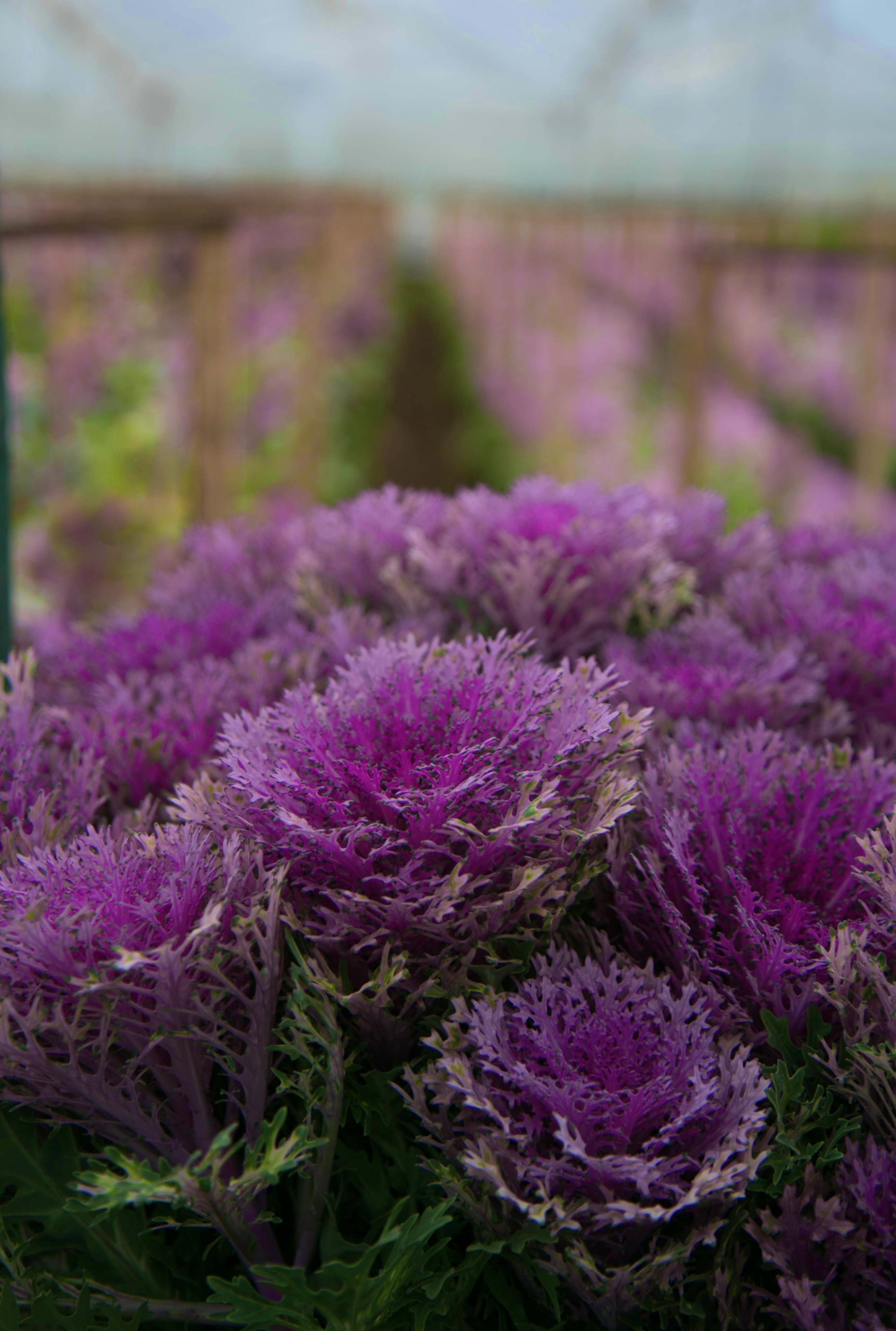 Fresh Cut Flowers The Queen's Flowers United States