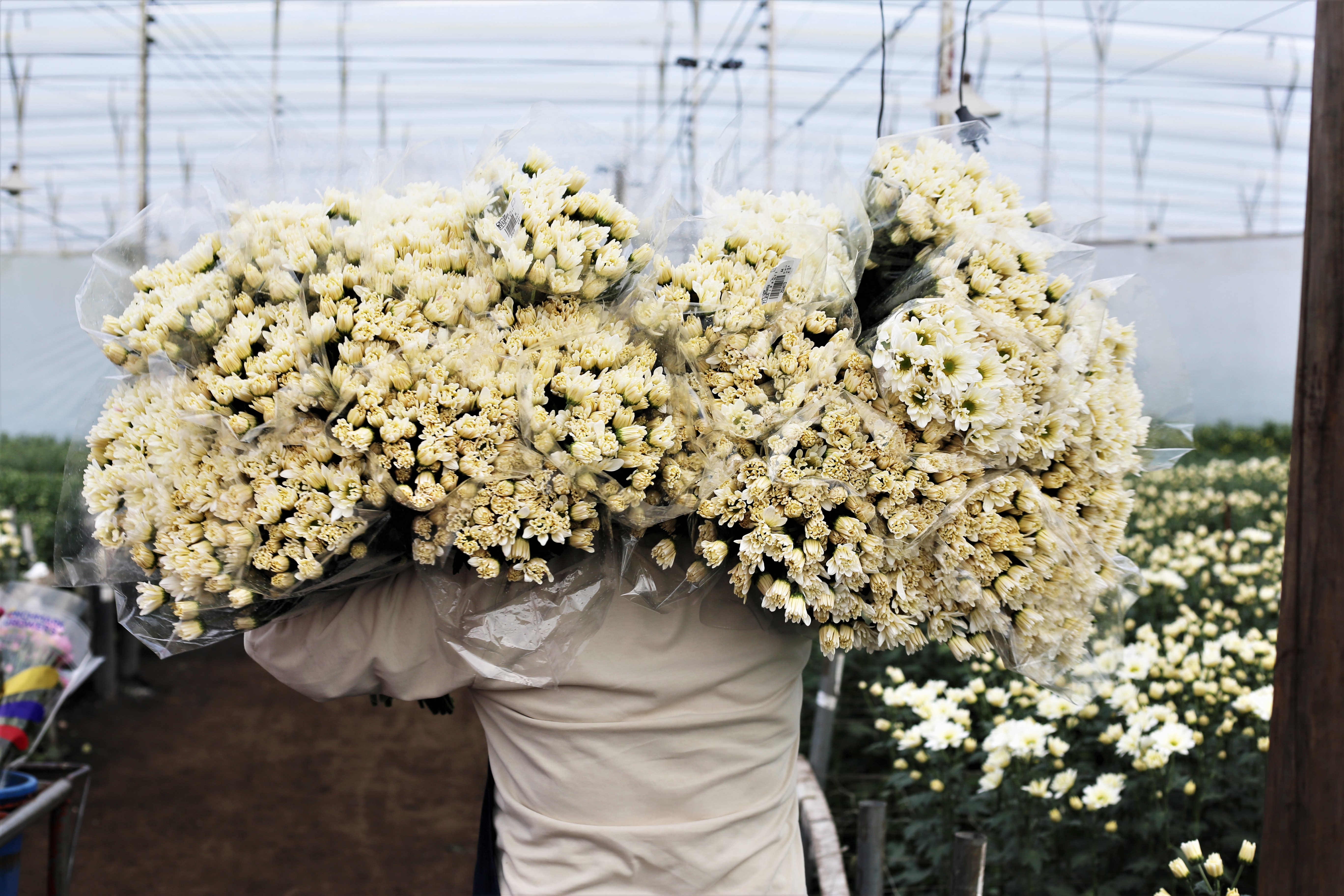 Fresh Cut Flowers The Queen's Flowers United States