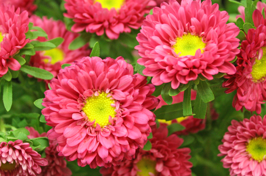 Hot Pink