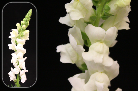 White Snapdragon