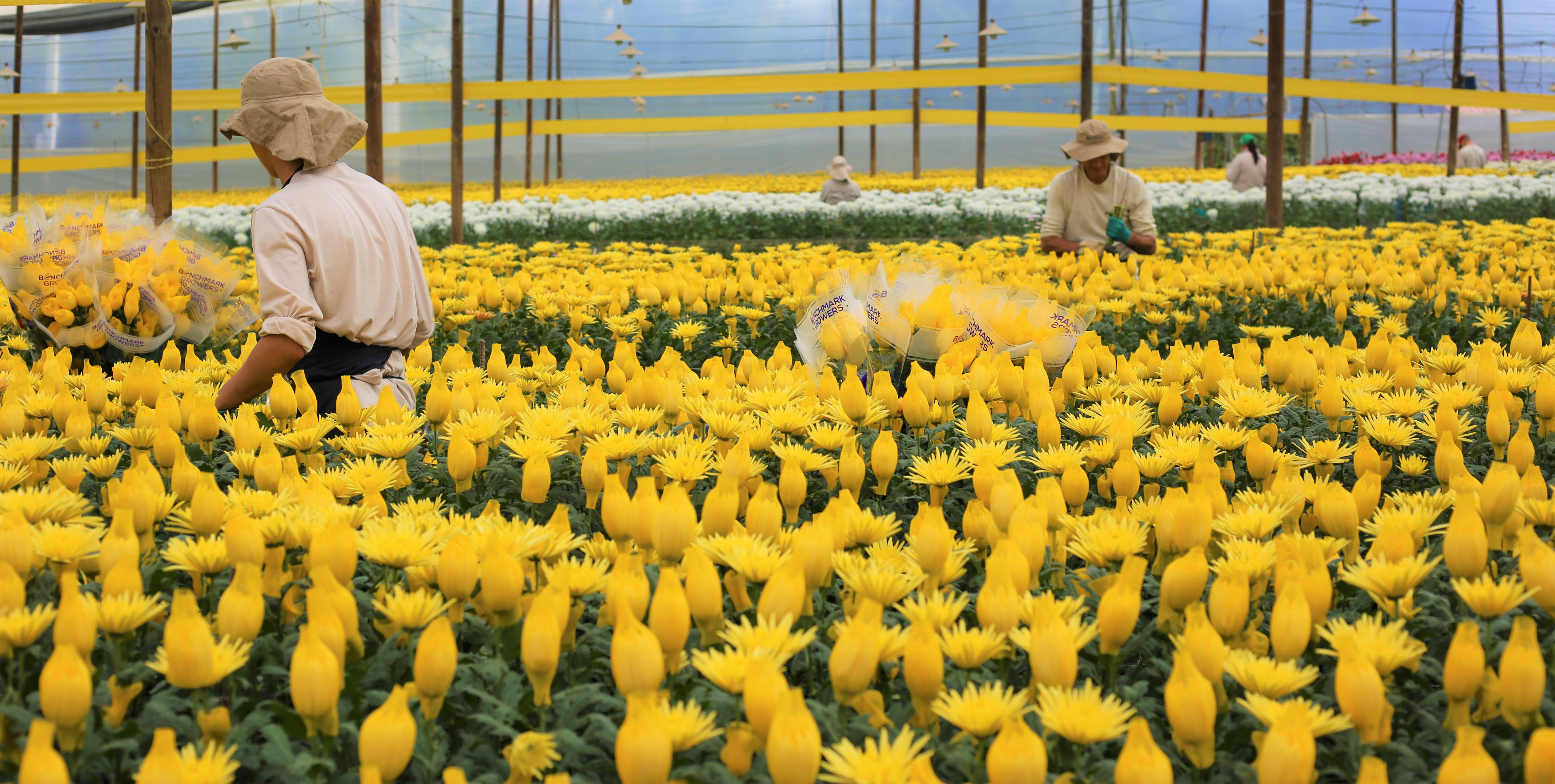 Fresh Cut Flowers The Queen's Flowers United States