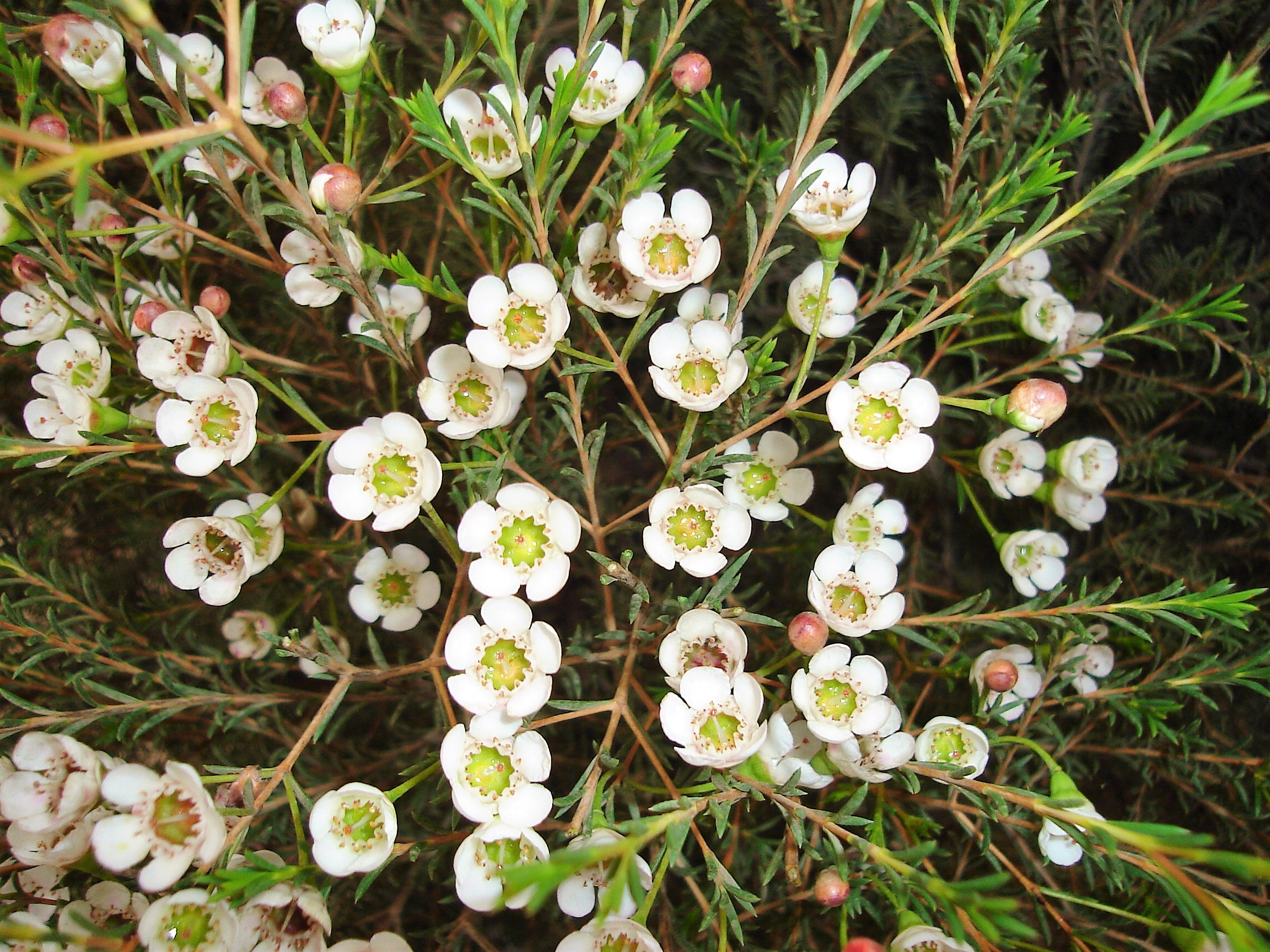 White Waxflower