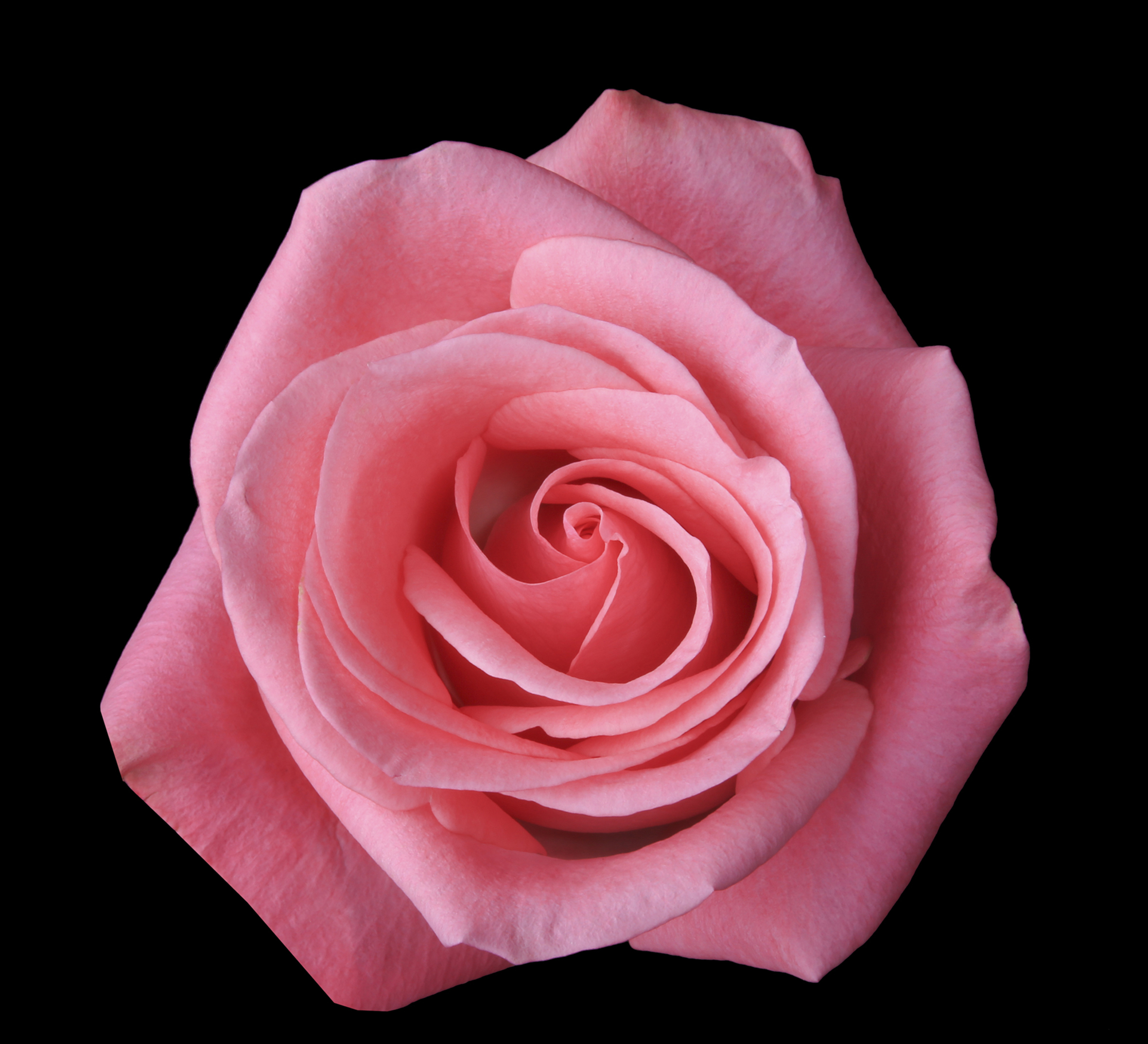 Orlando - dark pink