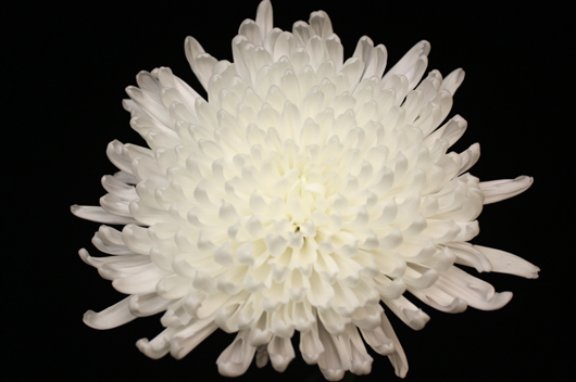 White Cavallini