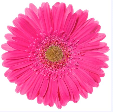Banesa - - hot pink