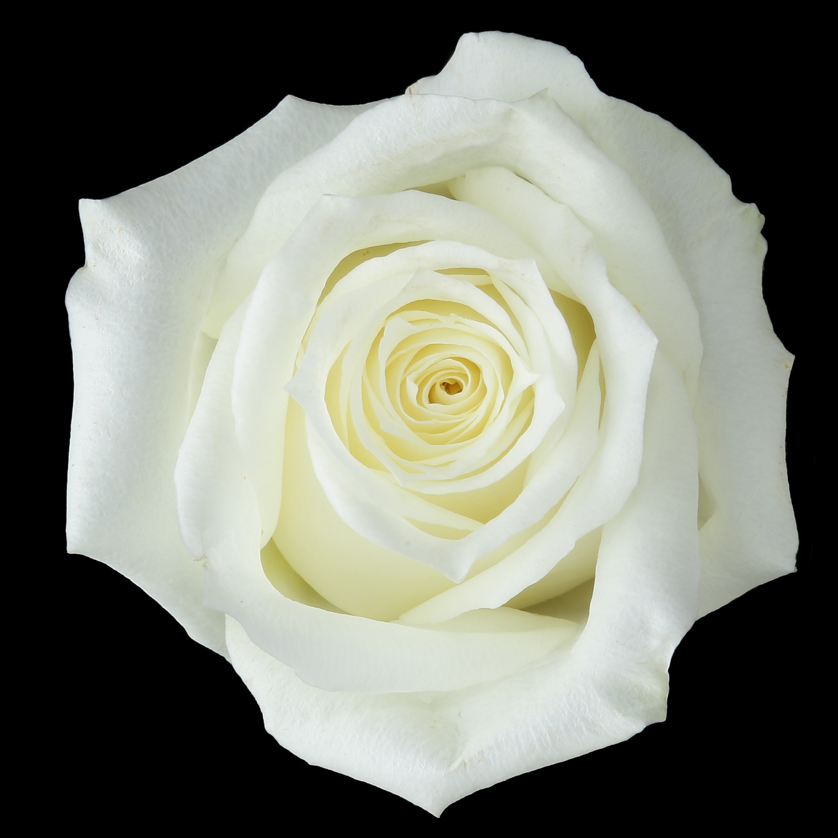 Vanilla - white