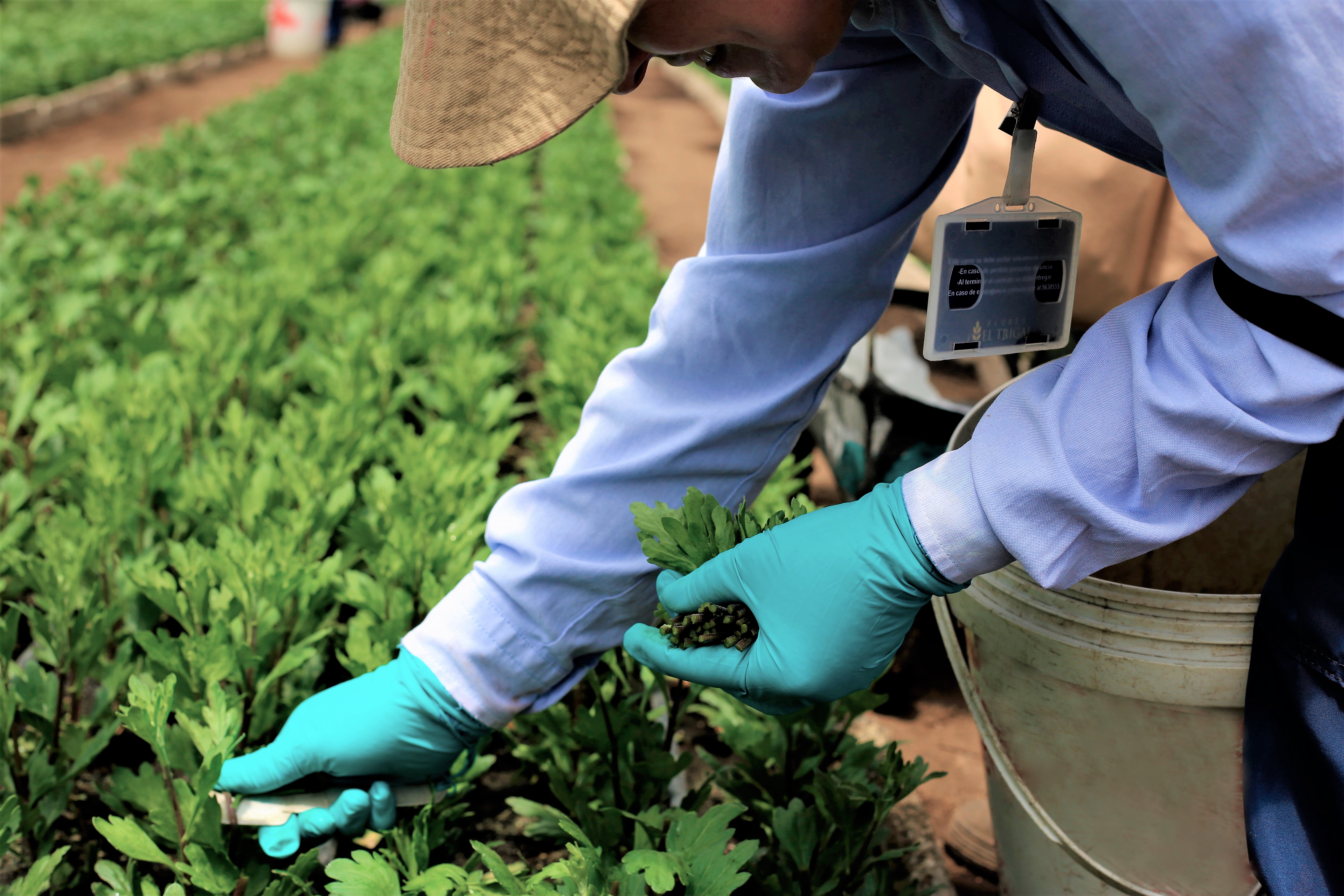 Fresh Cut Flowers The Queen's Flowers United States
