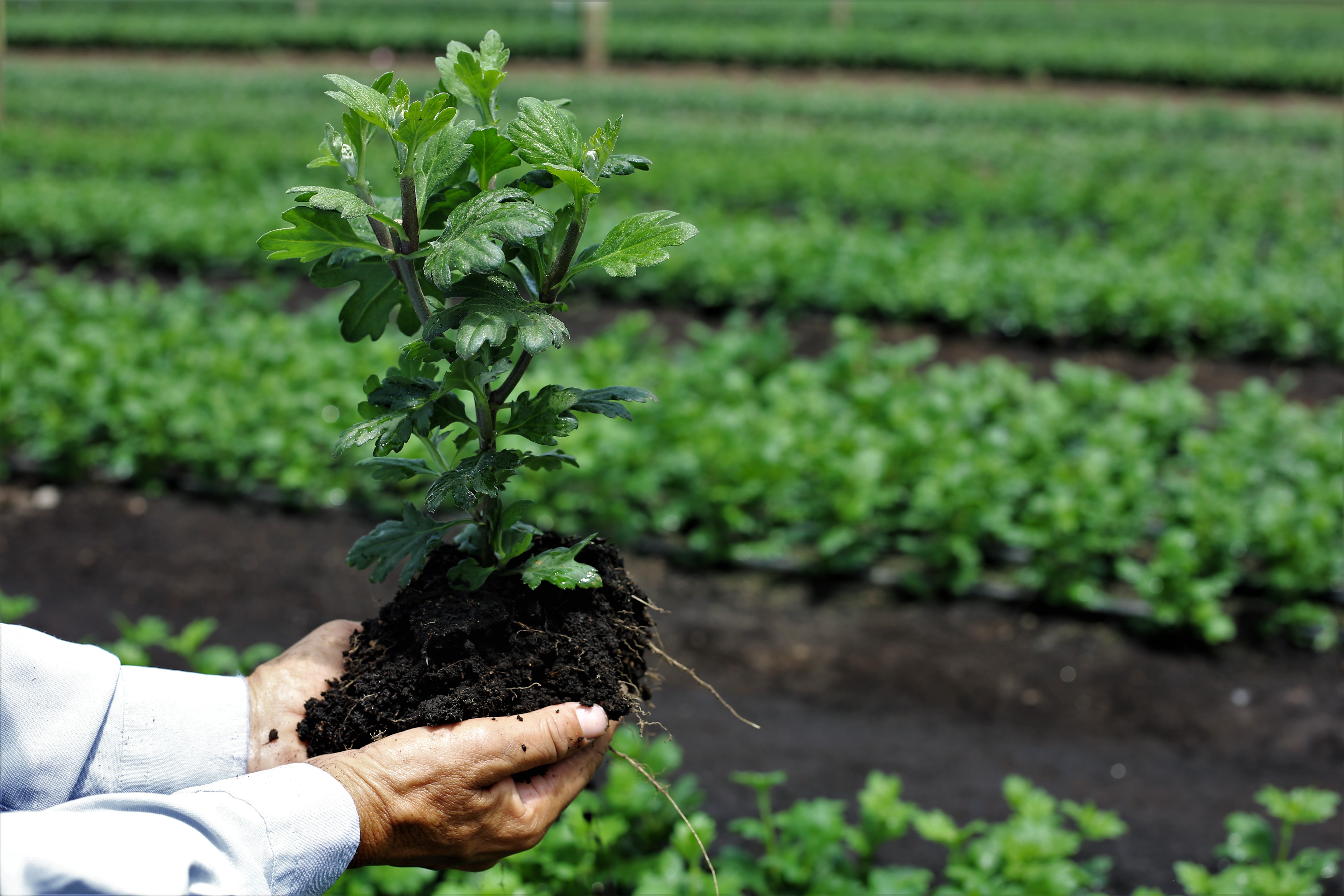 Fresh Cut Flowers The Queen's Flowers United States