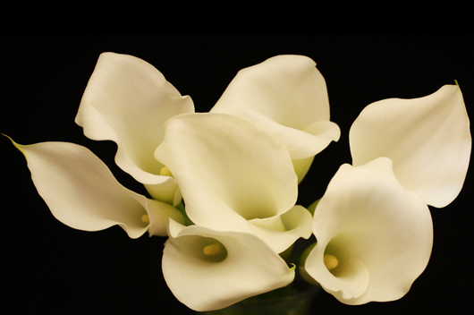 Crystal White