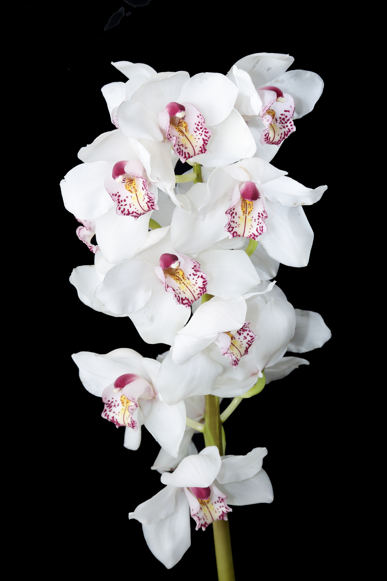 White Orchid