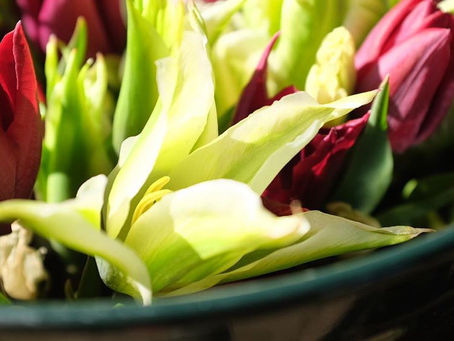 Sunshine and Tulips!