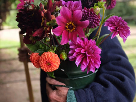 Dad's Dahlias