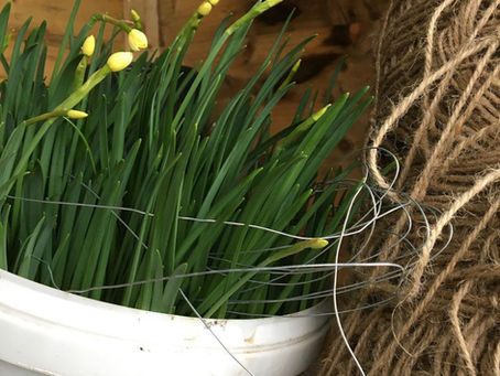 Blooming in a bucket...Oops!