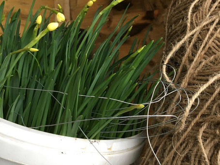 Blooming in a bucket...Oops!