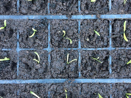 Pricking out Limonium