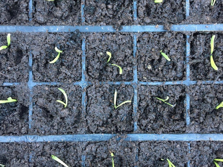 Pricking out Limonium