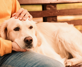 Man with cute Golden Retriever dog outdo