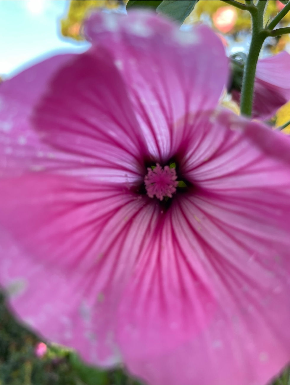 The colours & scents from flowers can really help raise your vibration 