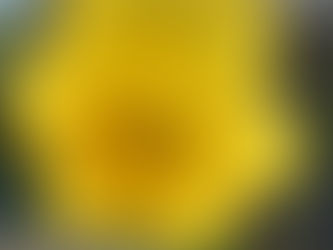 💗The Nurture Zone ~ The Daffodil Called ‘May’~ A poem by Regina Curley