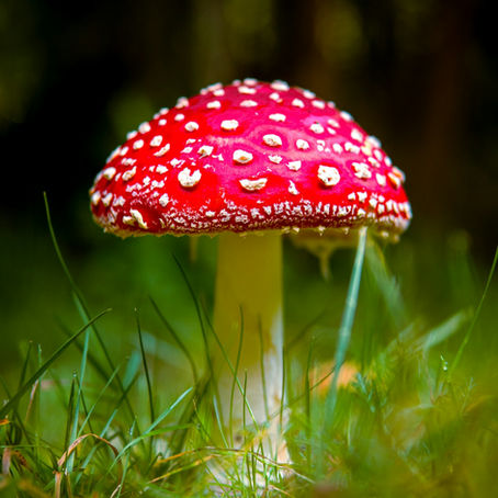 Funky Fungi Science and Cool Mushroom Facts!
