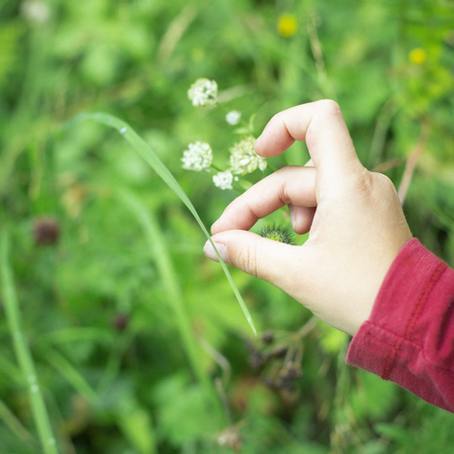white petaled flower close-up photography