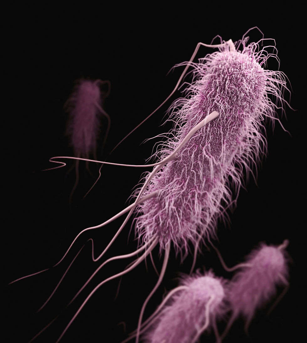 Close up image of e. coli bacteria, rendered purple against a black background. The e. coli appears like a fuzzy purple round and oblong shape, with some extra long tendrils coming out.