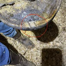 The Mustang Diaries: Buck's Recovery