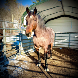 The Mustang Diaries: Pecos