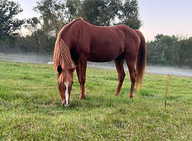Chestnut mustang grazing peacefully at dawn in a grassy pasture – symbol of wild horse serenity.