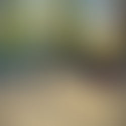 The Mustang Diaries: Oakley Haltered Groundwork - Session 6