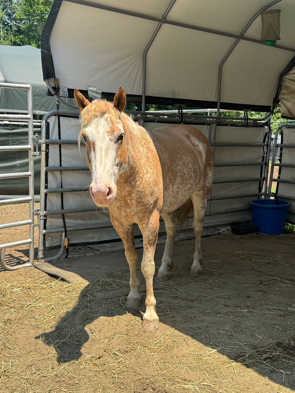 The Mustang Diaries: New Student!! Lakota Sioux Arrives and Begins Training!