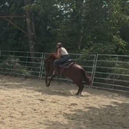 The Mustang Diaries: New Student Alert! The Mustang Who Has Opinions About Everything