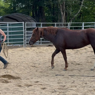 The Mustang Diaries: Sunny is Almost Halter Trained