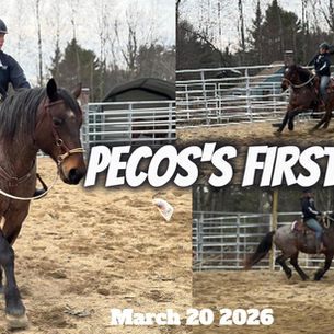 The Mustang Diaries: Pecos's FIRST Rides
