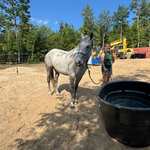 The Mustang Diaries: Phoenix Goes Home - The Goodbye We Work Toward