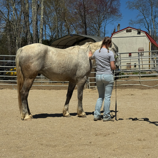 The Mustang Diaries: Pheonix Finds His Family!