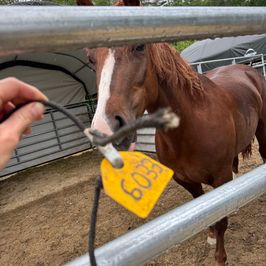 The Mustang Diaries: Sunny Day 5/6