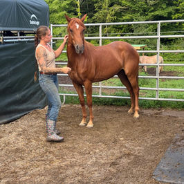 The Mustang Diaries: Mama Bear Training Update - Trust, Patience, and Progress