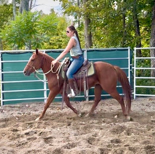 The Mustang Diaries: Mama Bear's Training Update - From Untouchable to UNDER SADDLE!
