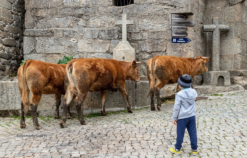 Montalegre aplica 500 mil euros na agricultura | Peneda Gerês TV