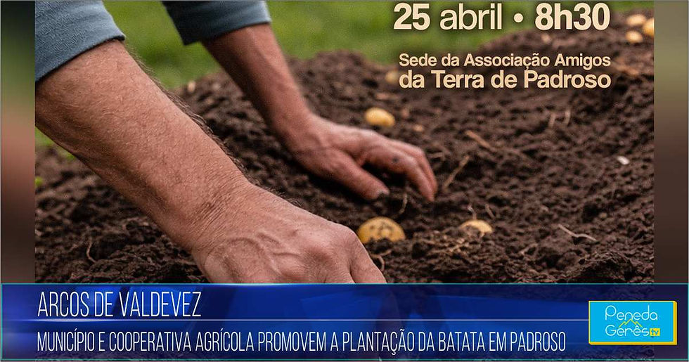 Mãos de um agricultor a colocar cuidadosamente batatas em sulcos de terra escura e fértil.