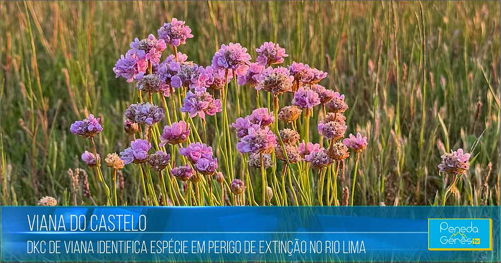 Foto/Créditos. - José Castro - Arménia Marítima