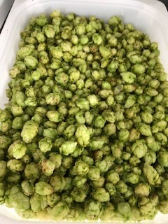 Hops 3_edited