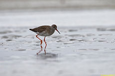 Chevalier gambette.jpg