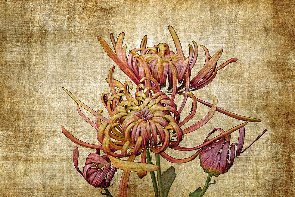 Thumbnail: Vintage chrysanthemum