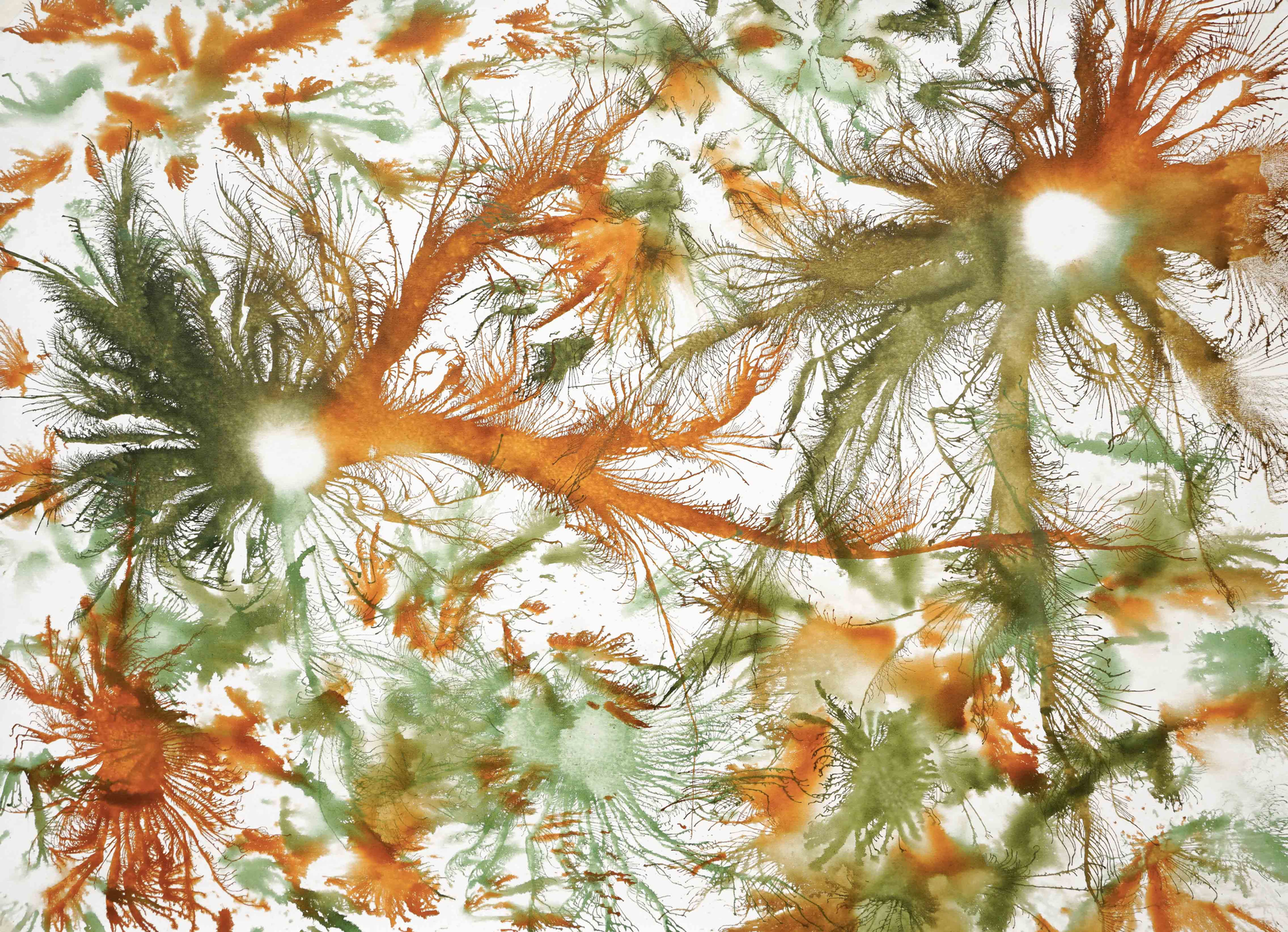 Exploflora Series No. 76